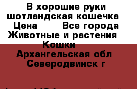 В хорошие руки шотландская кошечка › Цена ­ 7 - Все города Животные и растения » Кошки   . Архангельская обл.,Северодвинск г.